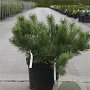 Pinus mugo mugo 40-50 cm 10L