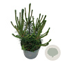 Pinus mugo uncinata 40-50 cm P26