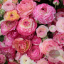 Ranunculus Roze/ Pink verpakt per 100