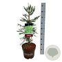 Sequoiadendron g. 'H. Mammoth Two' 60-80 cm P26