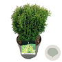 Thuja occ. 'Tiny Tim' 25-30 cm 6,5L