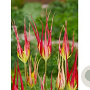 Tulipa acuminata 10 cm verpakt per 100