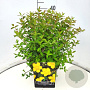 Hypericum 'Hidcote' 30-40 cm 10L