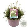 Armeria m. 'Abbey White' GM C5