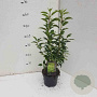 Prunus l. 'Angustifolia' 30-40 cm 2,5L