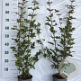 Acer campestre 40-50 cm 2,0L