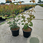 Acer campestre 40-60 cm 2,0L