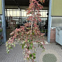 Acer conspicuum 'Red Flamingo' 175-200 cm 10L geveerd