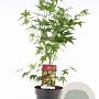 Acer palmatum 80-100 cm 5,0L