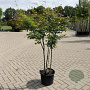 Acer palmatum 125-150 cm 20L