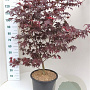 Acer pal. 'Atropurpureum' 100-125 cm 20L