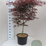 Acer pal. 'Garnet' 100-125 cm 20L