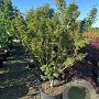 Acer pal. 'Shishigashira' 150-175 cm 50L