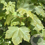 Acer pseudoplatanus 200-250 cm wortelgoed