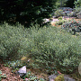 Betula nana 60-80 cm 10L