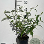 Buddleja d. 'White Profusion' 40-60 cm 2,0L