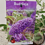 Buddleja Free Petite Blue Heaven 25-30 cm 2,5L
