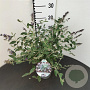Buddleja Free Petite Blue Heaven 25-30 cm 2,5L
