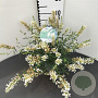 Buddleja Free Petite Snow White 25-30 cm 2,5L