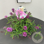 Buddleja Free Petite Tutti Fruitti 25-30 cm 2,5L