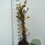 Carpinus betulus 60-100 cm wortelgoed 1/1