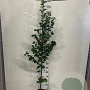 Carpinus bet. 'Lucas' 175-200 cm 5,0L