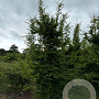 Carpinus orientalis 300-350 cm draadkluit solitair