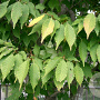 Carpinus tschonoskii 80-100 cm 5,0L
