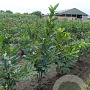 Castanea sativa 175-200 cm draadkluit meerstammig