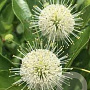 Cephalanthus o. 'Moonlight Fantasy' 40-60 cm 10L