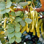 Ceratonia siliqua 125-150 cm 5,0L