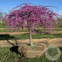 Cercis can. 'Covey' 200-250 cm 15L