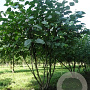 Cercis siliquastrum 200-250 cm draadkluit meerstammig