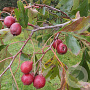 Crataegus pinnatifida major 150-175 cm 5,0L