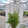 Fargesia robusta 'Campbell' 175-200 cm 15L