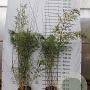 Fargesia robusta 'Campbell' 200-225 cm 15L