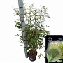 Fargesia robusta 'Pingwu' 80-100 cm 5,0L