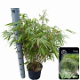 Fargesia rufa 80-100 cm 5,0L