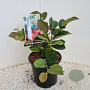 Fothergilla major 25-30 cm 3,0L