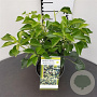 Hedera hel. 'Arborescens' 25-30 cm 2,5L