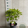 Hydrangea a. 'Annabelle' 50-60 cm 7,5L