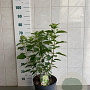 Hydrangea pan. 'Phantom' 50-60 cm 7,5L
