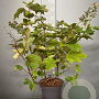 Hydrangea quercifolia 60-80 cm 7,5L