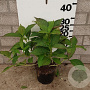 Hydrangea s. 'Bluebird' 20-25 cm 2,0L