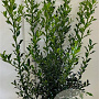 Ilex aq. 'Alaska' 80-100 cm met kluit