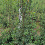 Ilex aquipernyi Dragon Lady 80-100 cm met kluit
