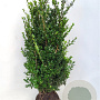 Ilex crenata 'Caroline Upright' 60-80 cm met kluit