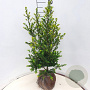 Ilex crenata 'Green Hedge' 80-100 cm met kluit