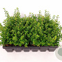 Ilex crenata 'Stokes' 15-20 cm P9