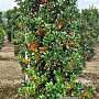 Ilex meserv. Heckenfee 150-175 cm container meerstammig